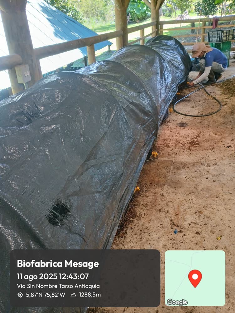 Anillos de la biofábrica