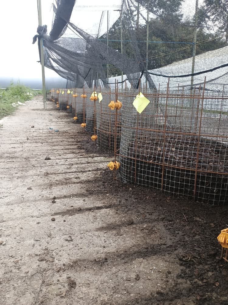 Fila de anillos de una biofábrica