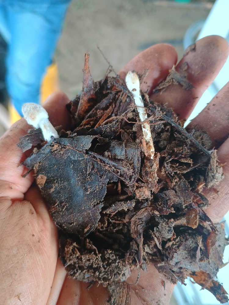 Hongos creciendo en un material biológicamente completo